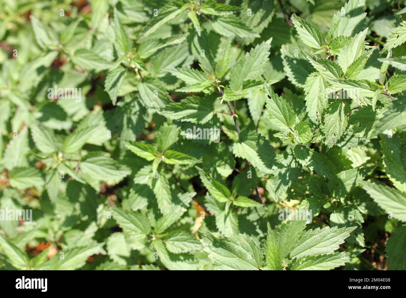 Le ortiche (Urtica) formano un genere appartenente alla famiglia delle ortiche puzzolenti (Urticaceae) Foto Stock