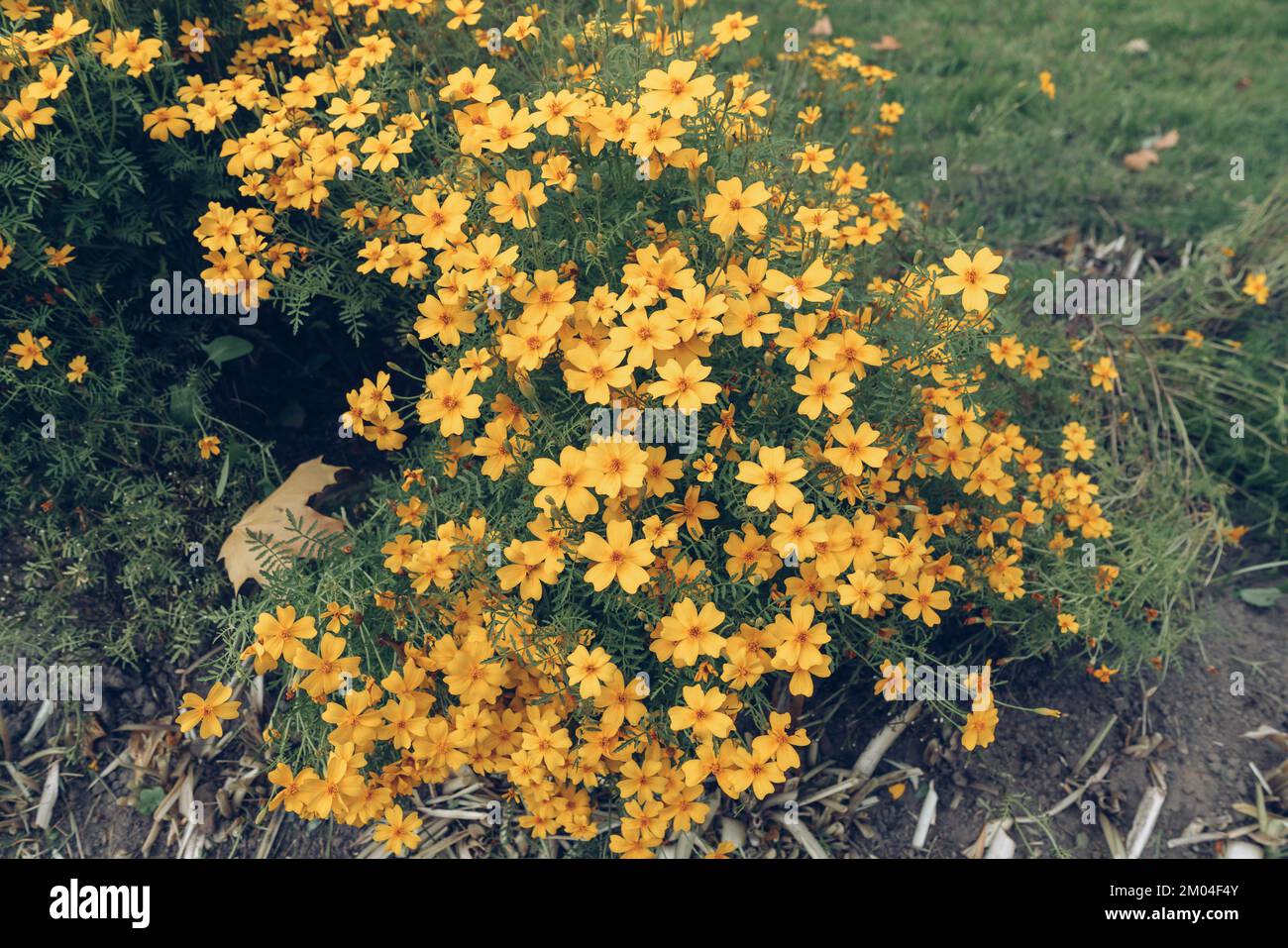 vista di fiori fioriti di tagetes tenuifolia in autunno Foto Stock