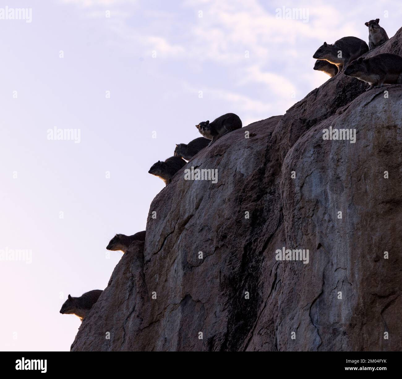 In una fresca mattina un gruppo di famiglia di Bush Hyrax siede lateralmente al sole che sorge per il massimo riscaldamento. L'Hyrax ha scarso controllo del calore corporeo Foto Stock