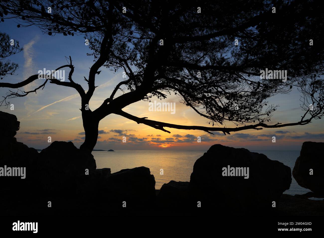 Silhouette di un albero di pino e rocce all'alba. Santa Eulalia, Ibiza, Spagna. Foto Stock