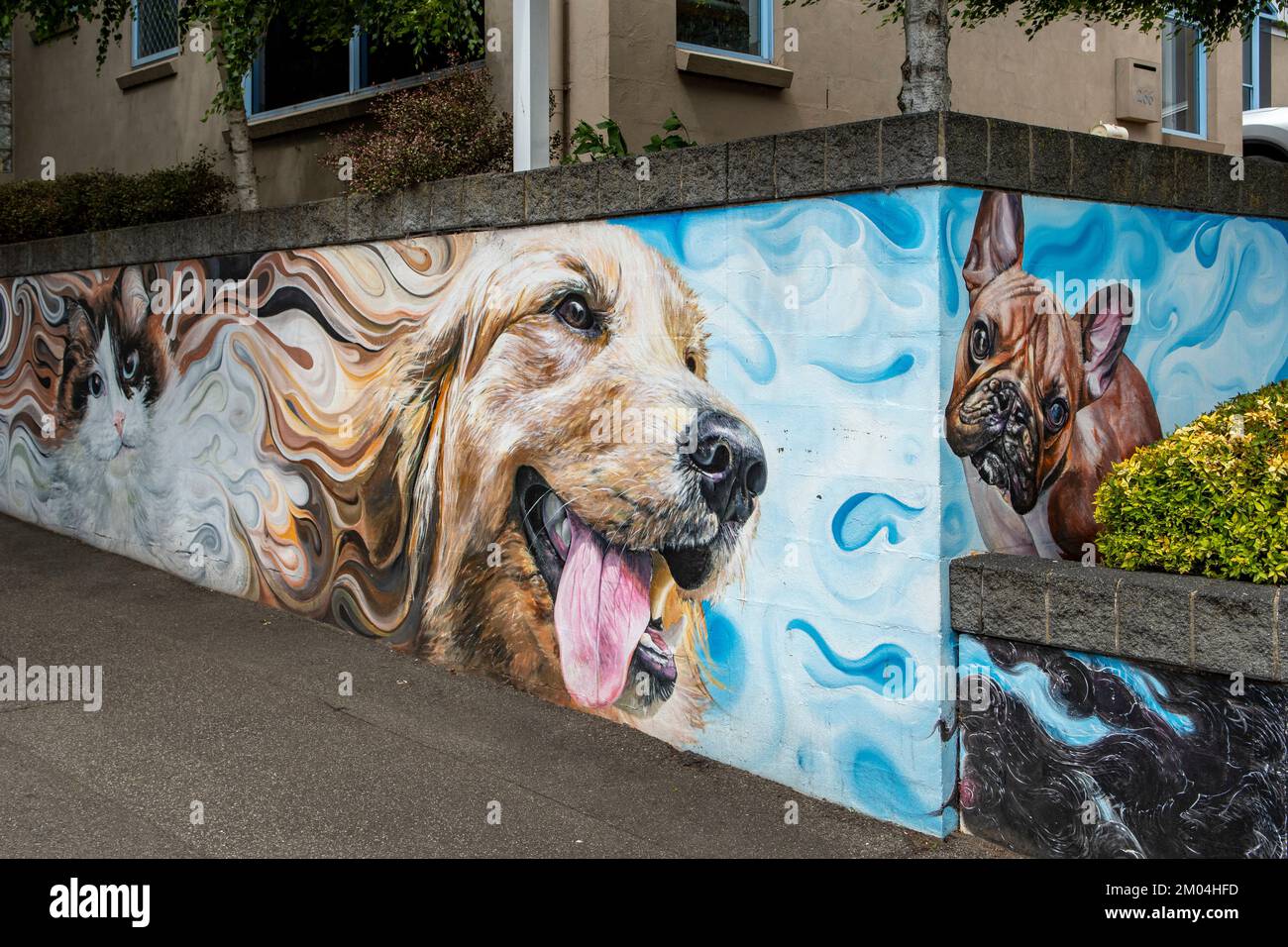 Street Art presso la clinica veterinaria di Launceston, Tasmania, Australia Foto Stock