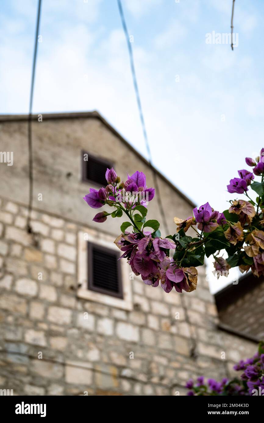 Bougnville fiori, famoso per il suo colore viola di fronte alla casa di tipo dalmata nella città di Omis, Croazia Foto Stock