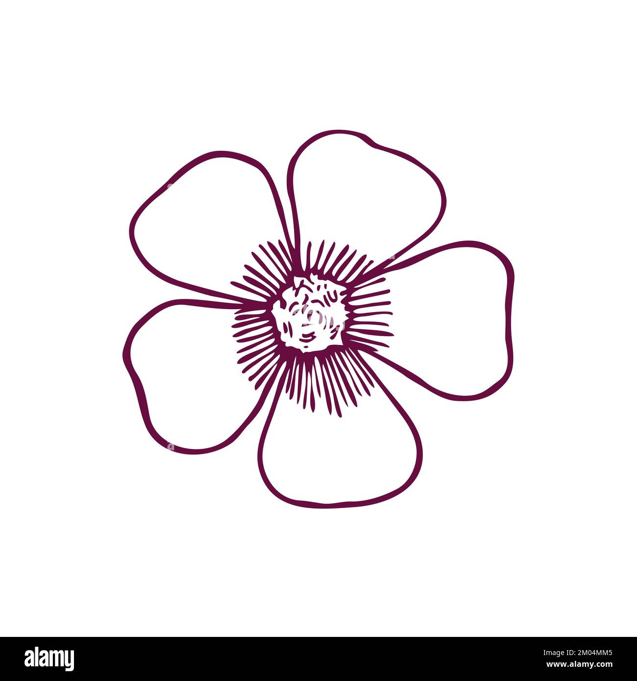 Semplice daisy come fiore contorno inchiostro doodle disegno isolato Foto Stock
