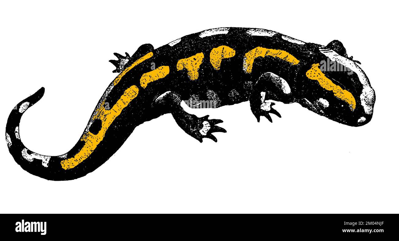 , Salamandra salamandra, G. Mützel nach dem Leben und C. (libro zoologico, 1930), Feuersalamander , Foto Stock