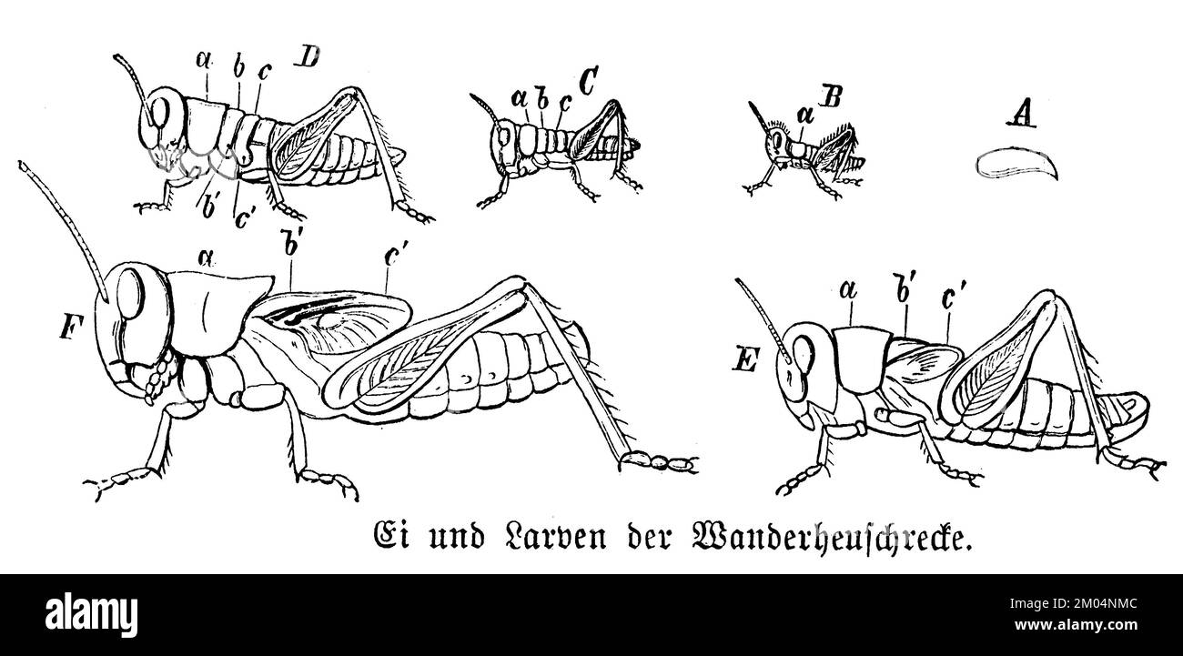, Anonym (Biology book, 1898), Wanderheuschrecke: Entwicklungsstadien, Ei e Larven, Foto Stock