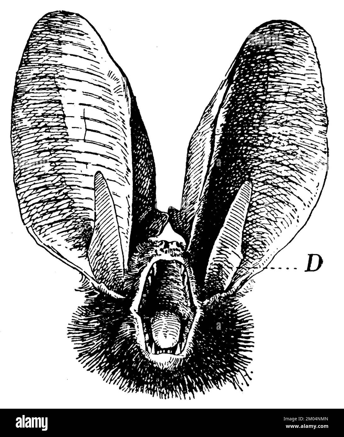 , Plecotus auritus, W[alter] H[eubach] (libro zoologico, 1928), Großohrige Fledermaus: Kopf, D.: Ohrdeckel, Foto Stock