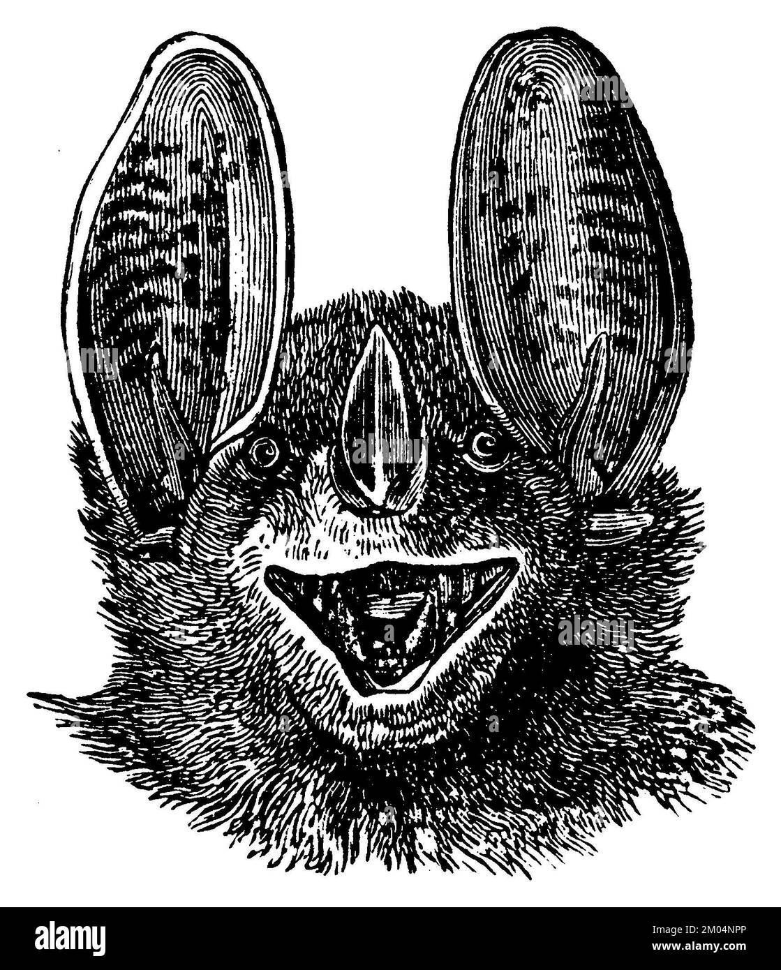 Bat spettrale, testa, spettro Vampyrum, anonimo (libro zoologico, 1889), Vampir, Kopf, Chauve-souris javelot, Faux-vampire de Linné, tête Foto Stock
