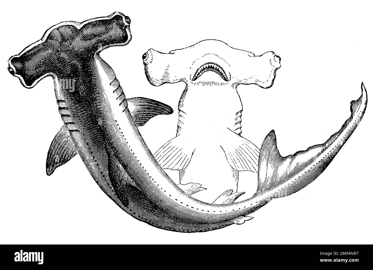 Testa di martello liscia, Sphyrna zygaena, anonym (libro zoologico, 1889), Glatter Hammerhai, Comun Requin-marteau Foto Stock