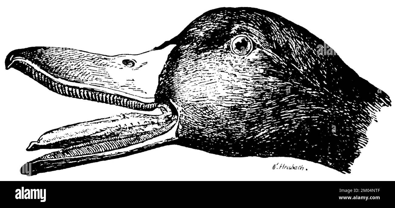 mallard, testa, Anas platyrhynchos, W[alter] Heubach (libro zoologico, 1928), Stockente, Kopf, Canard colvert, tête Foto Stock