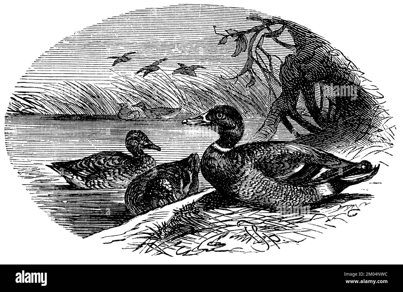 mallard, Anas platyrhynchos, F. Specht (libro di storia naturale, 1886), Stockente, canard colvert Foto Stock
