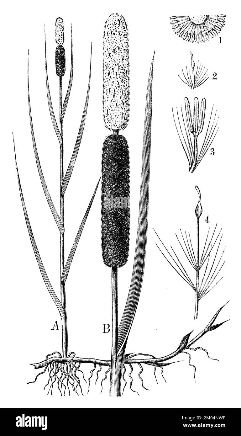 Bulrush, Typha latifolia, anonym (libro di botanica, 1880), Breitblättriger Rohrkolben, Massette à large feuilles Foto Stock