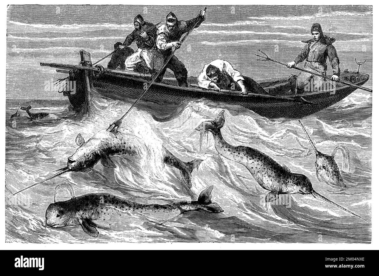 Narwhal, narwhals di caccia, Monodon monoceros, anonym (libro zoologico, 1873), Narwal, Jagd auf Narwale, narval, chasse aux narvals Foto Stock