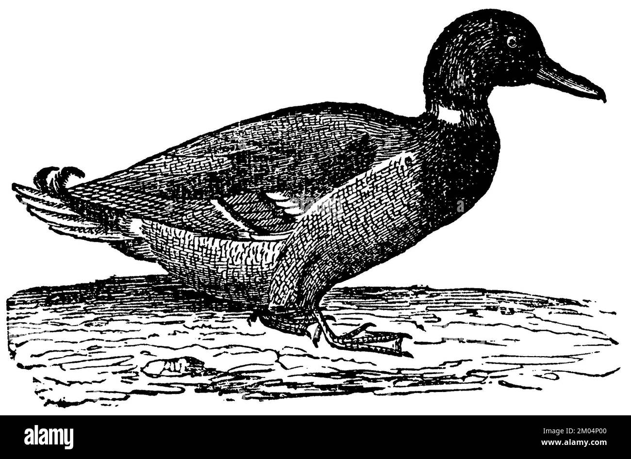 mallard, Anas platyrhynchos, Anonym (libro zoologico, 1877), Stockente, canard colvert Foto Stock