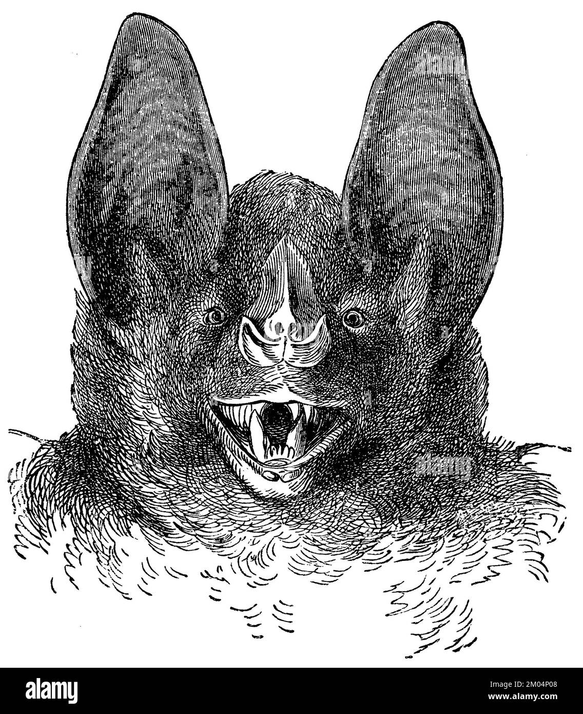 Bat spettrale, testa, spettro Vampyrum, anonimo (libro zoologico, 1877), Vampir, Kopf, Chauve-souris javelot, Faux-vampire de Linné, tête Foto Stock
