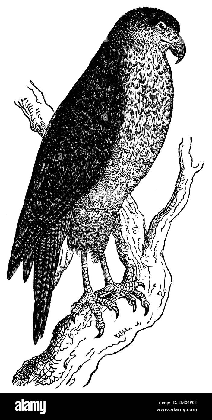 Goshawk settentrionale, Accipiter gentilis, anonym (libro zoologico, 1877), Habicht, autour des palombes Foto Stock