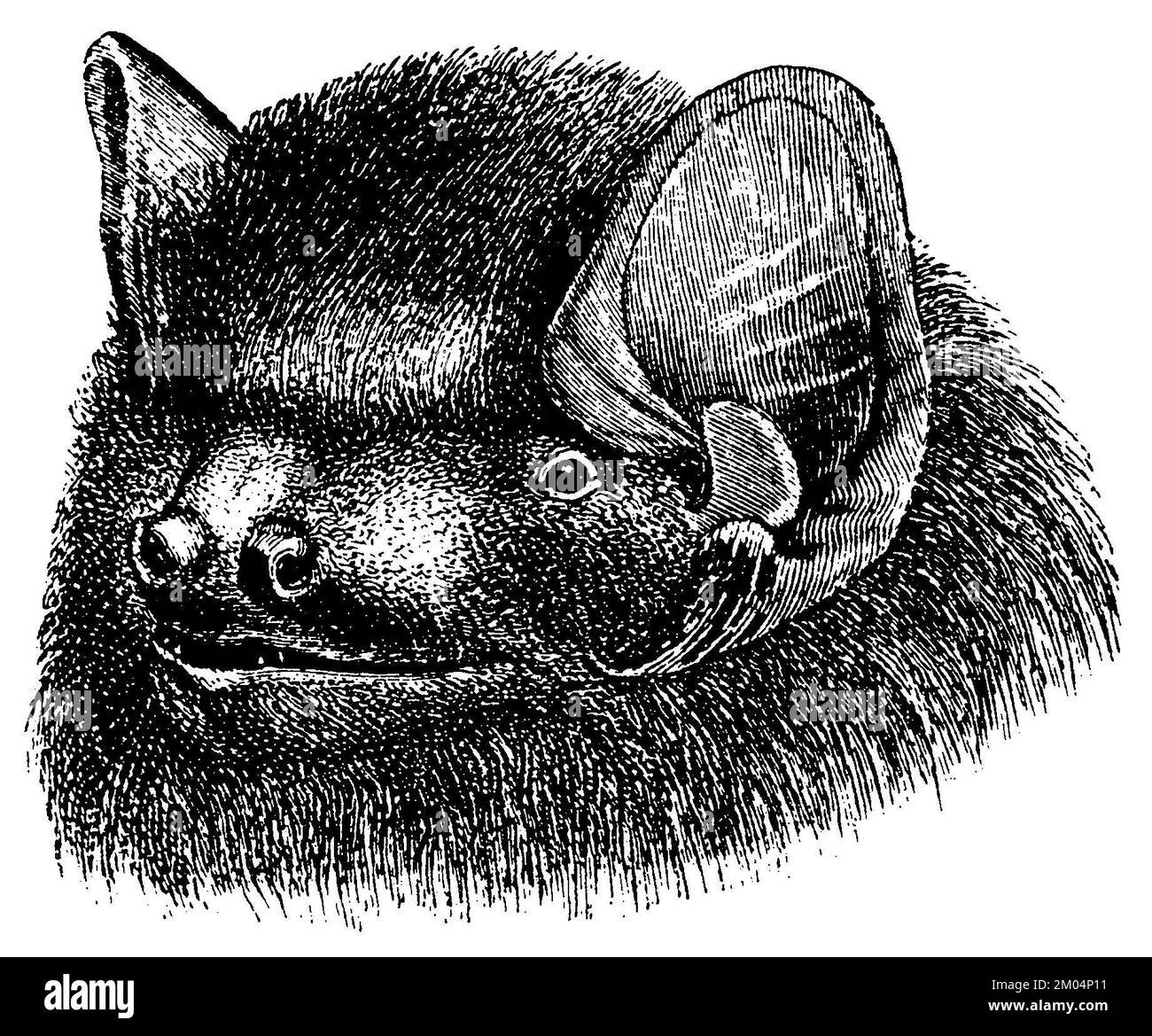 Noctule bat, testa, Nyctalus noctula, anonym (libro zoologico, 1882), Großer Abendsegler, Kopf, Noctule commune, tête Foto Stock