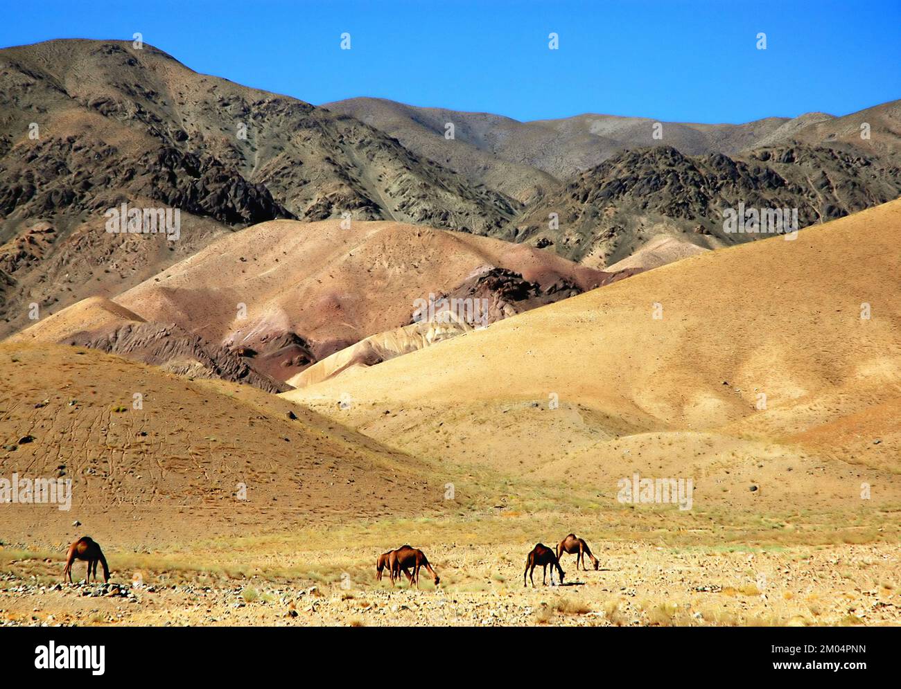 Cammelli dromedari che pascolano in un campo con paesaggi di montagna colorati vicino a Chisht-e-Sharif nella provincia di Herat, Afghanistan. Foto Stock