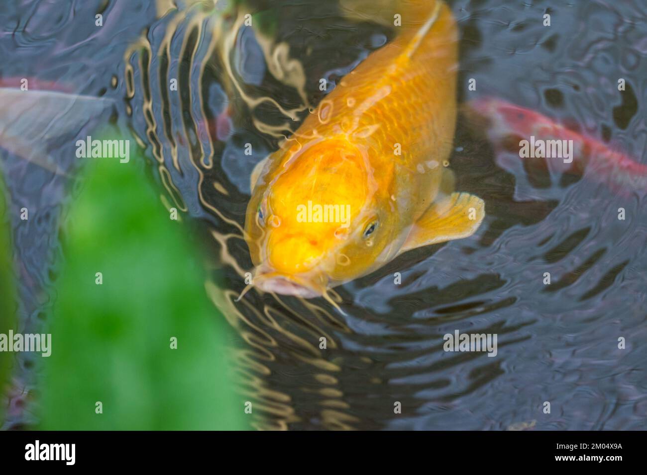 Il pesce d'oro nel laghetto sta guardando a foglie verdi. Foto Stock