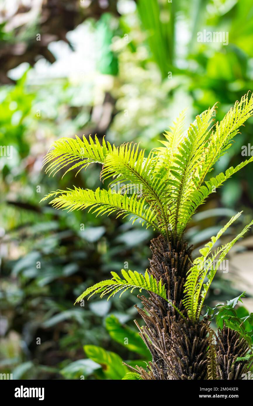 Piccola pianta di palma nella serra. Pianta tropicale e della giungla Foto Stock