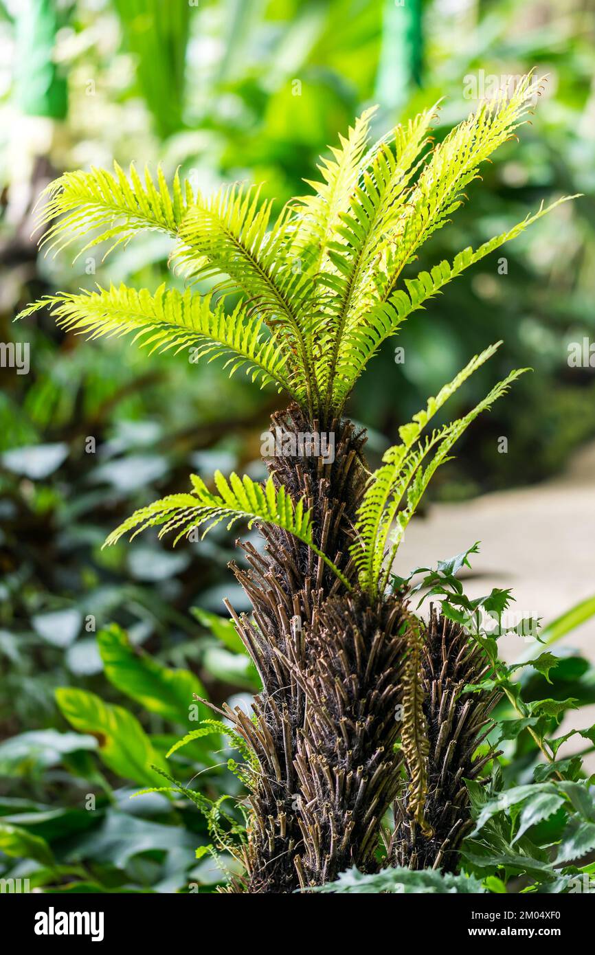 Piccola pianta di palma nella serra. Pianta tropicale e della giungla Foto Stock