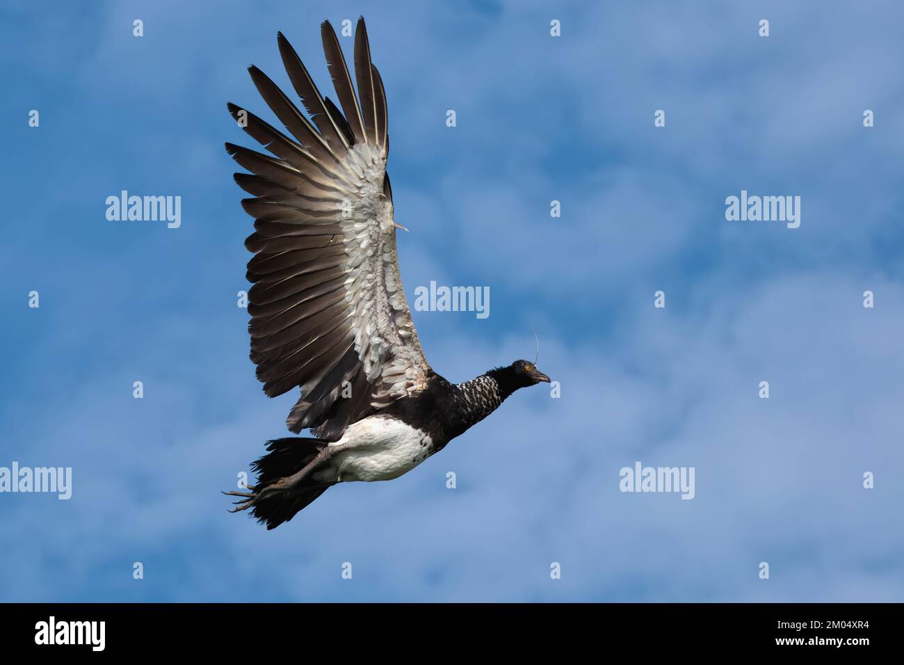 Flying Horned Screamer (Anhima cornuta), Manu National Park Cloud Forest, Perù Foto Stock