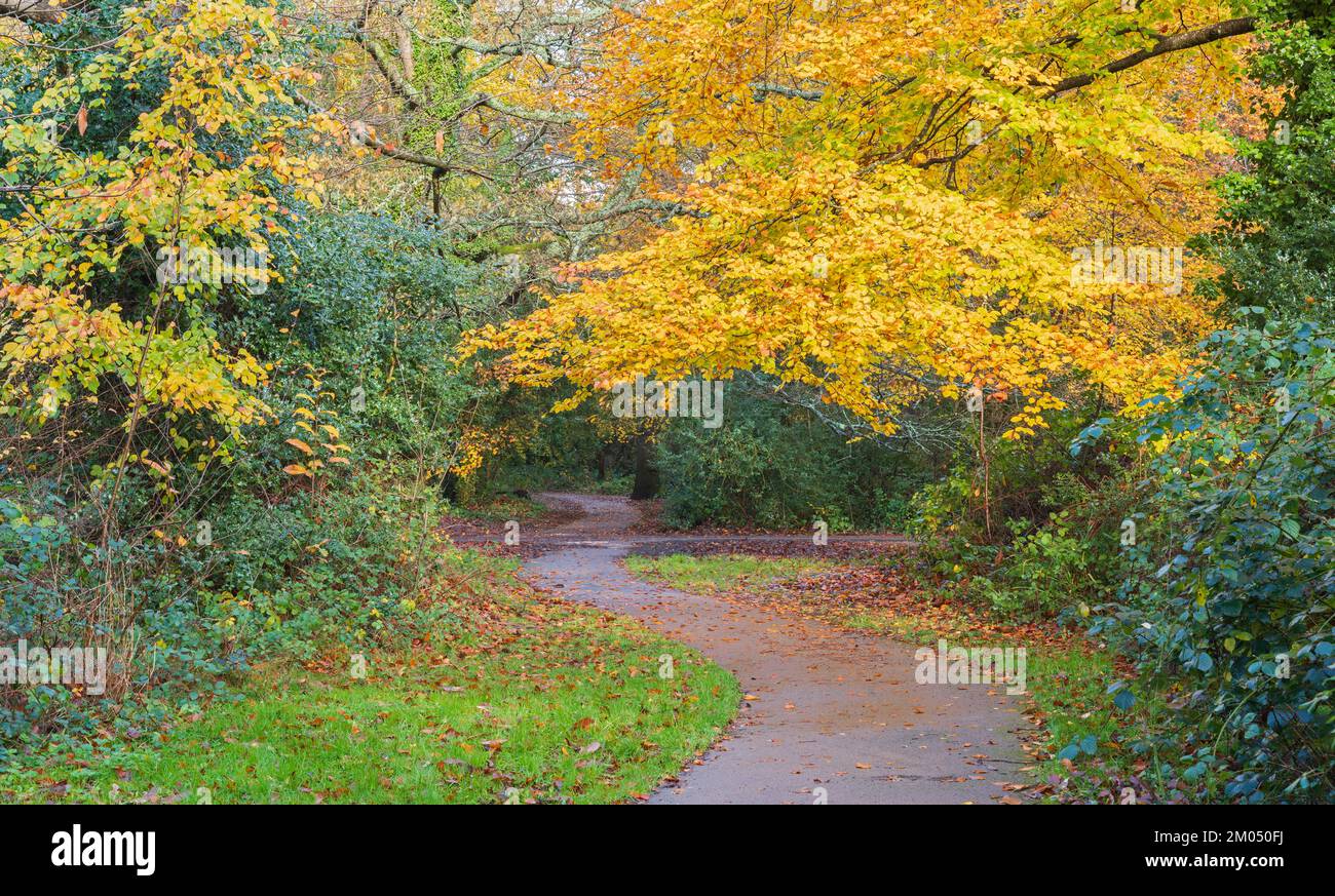 Autunno su Southampton Common, Southampton, Hampshire, Regno Unito Foto Stock