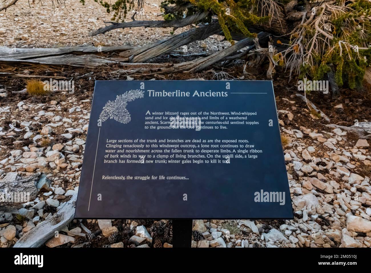 Segno interpretativo nell'antica Foresta di Pine di Bristlecone, Inyo National Forest, California, USA Foto Stock