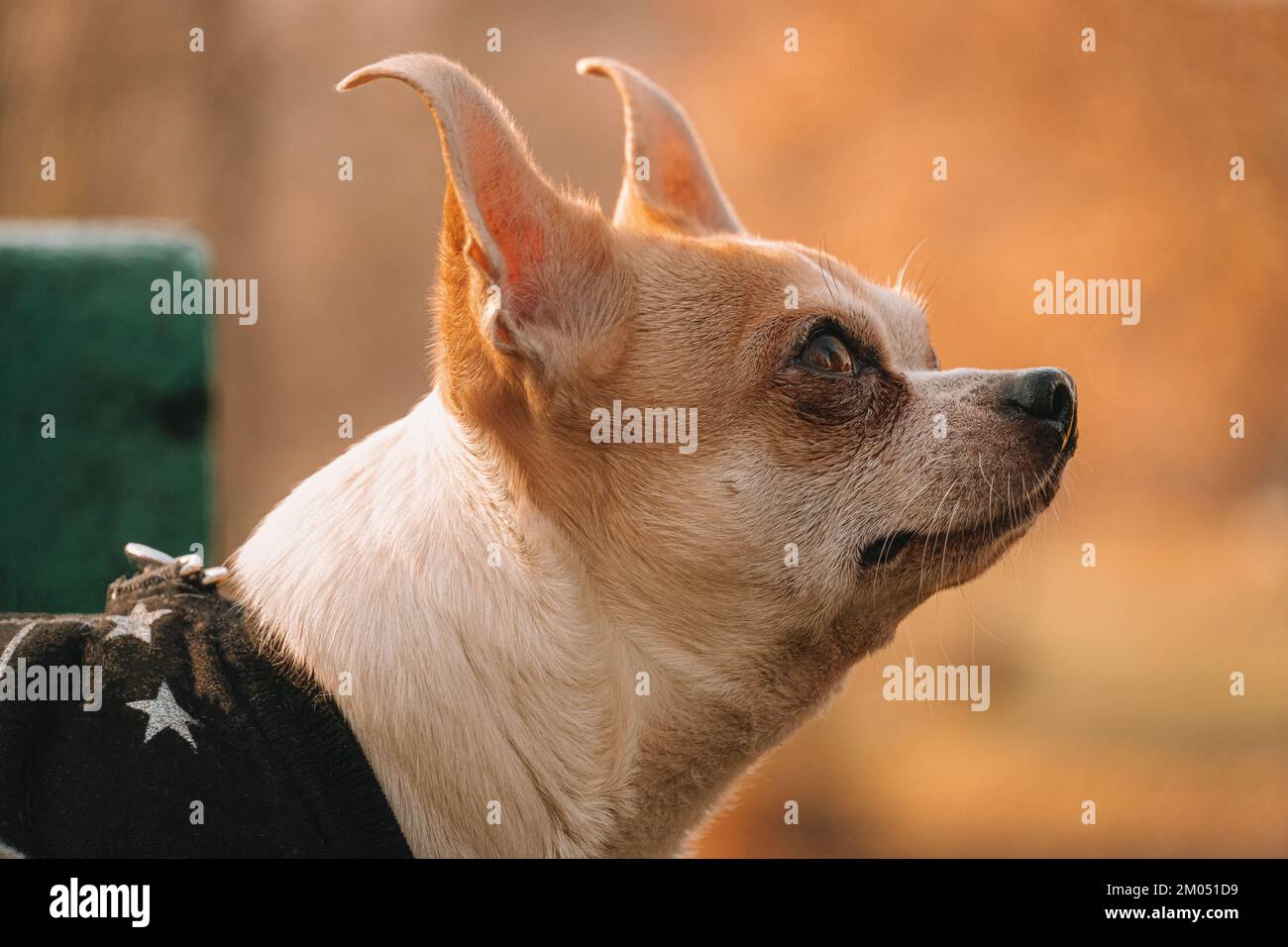 Ritratto di un piccolo cane che guarda il suo umano. Colori autunnali e uno sfondo di verde. Chihuahua in abiti da cane. Foto Stock
