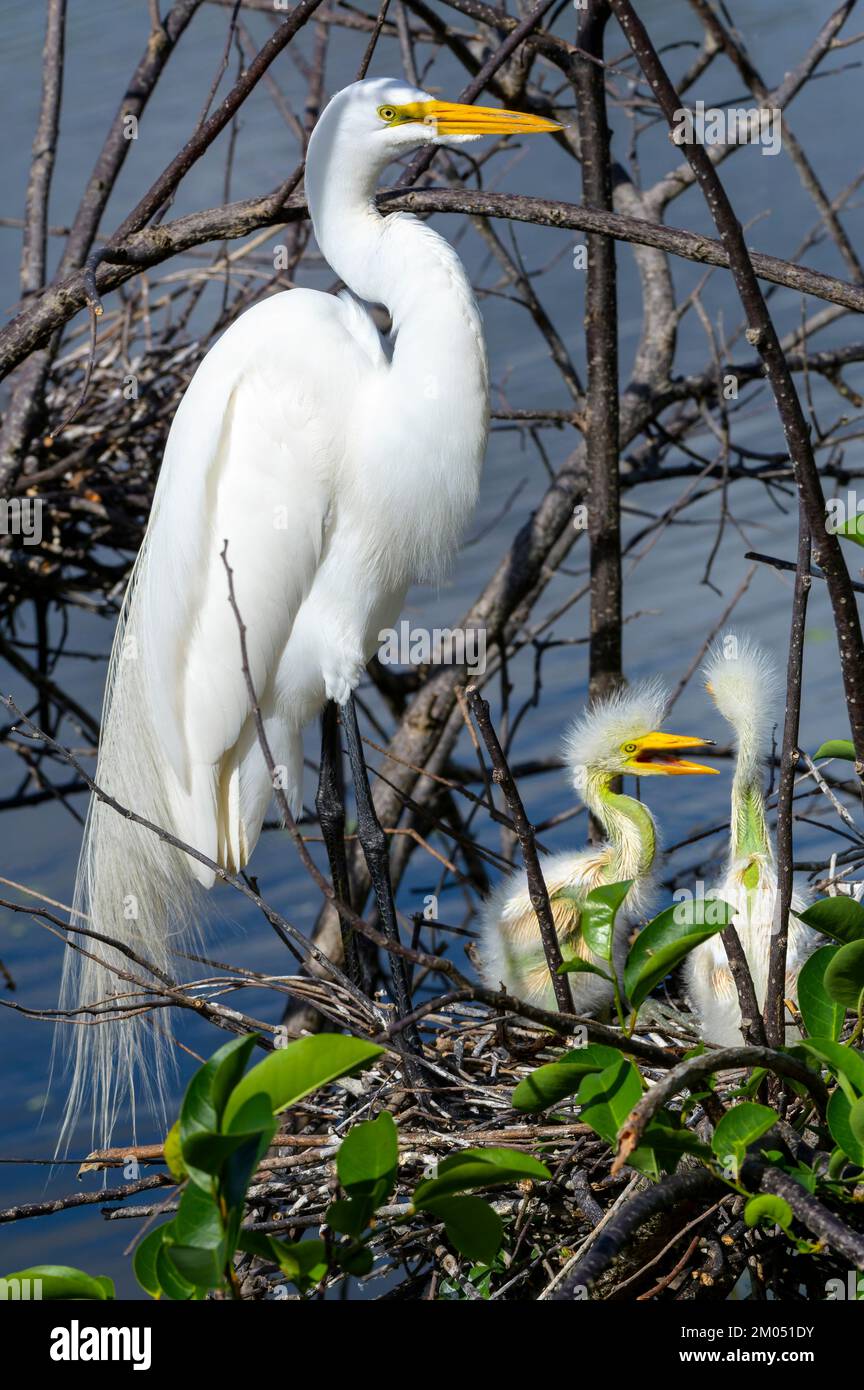 Grande grata bianca (Ardea alba) che protegge il nido con pulcini in rookery a Wakodahatchee Wetlands, Florida, USA. Foto Stock