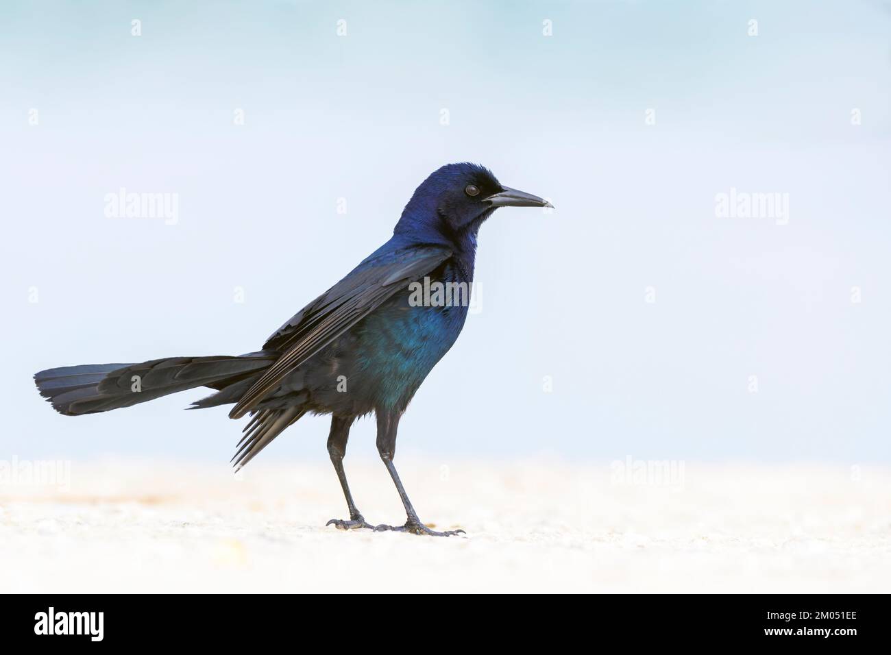 Grackle (Quiscalus Major) a coda di barca in piedi sul terreno, area di conservazione Emeralda, Florida, Stati Uniti. Foto Stock