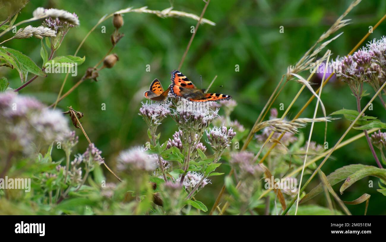 Tartaruga e piccole farfalle di rame che riposano su un fiore - Cornovaglia, Regno Unito Foto Stock