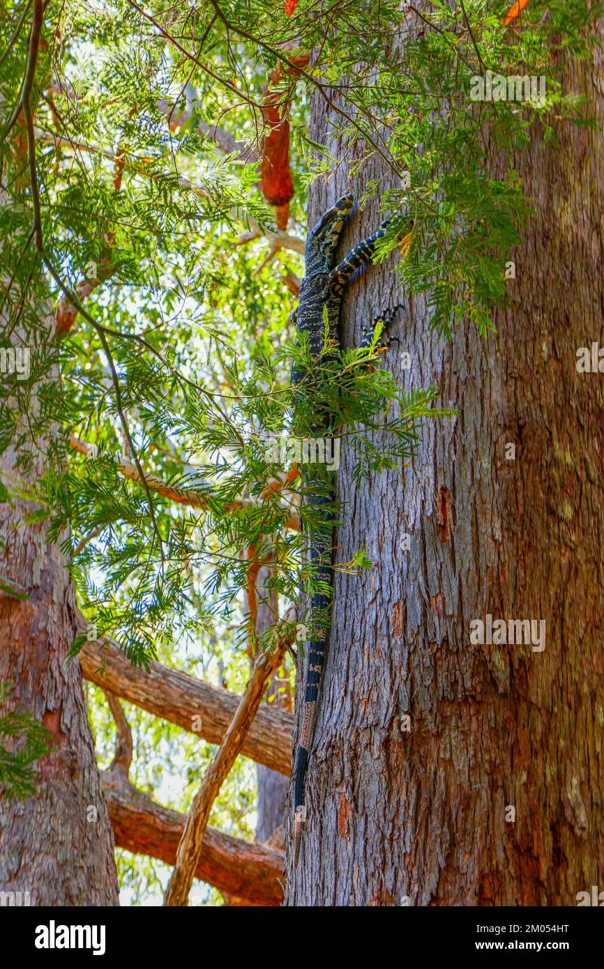 Un australiano Lace Monitor Lizard arrampicata su un albero Foto Stock