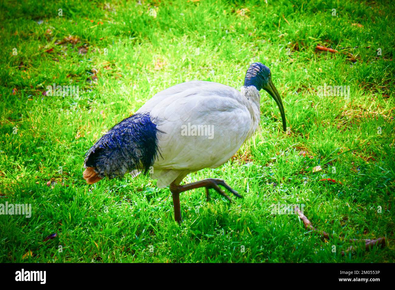 Australian White Ibis in Australia Foto Stock