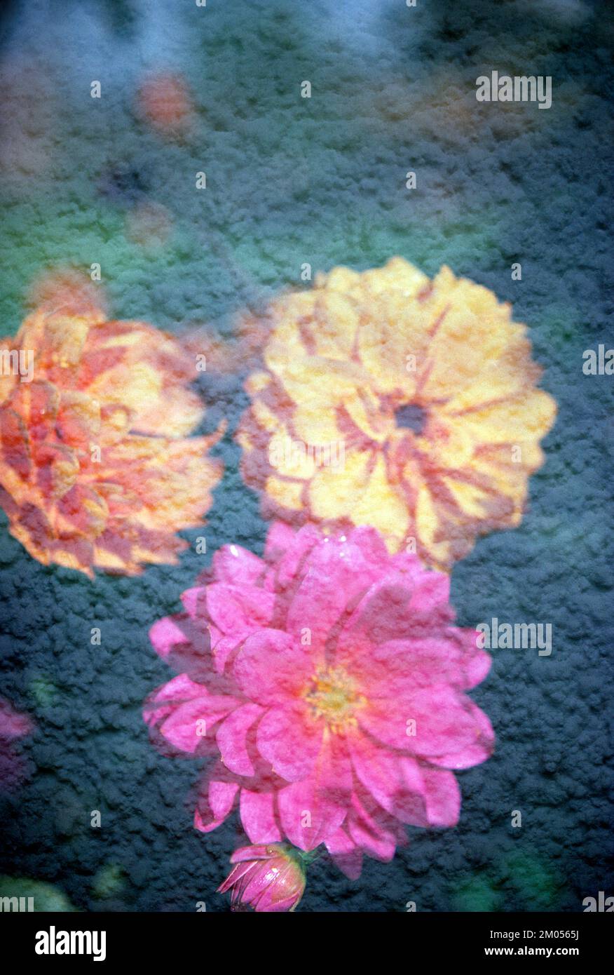 Fotografia d'arte. Fiori con sovrapposizione testurizzata. Foto Stock