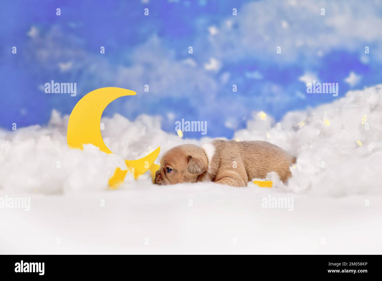 Cucciolo di Bulldog rosso carino tra le nuvole soffici con la luna e le stelle Foto Stock