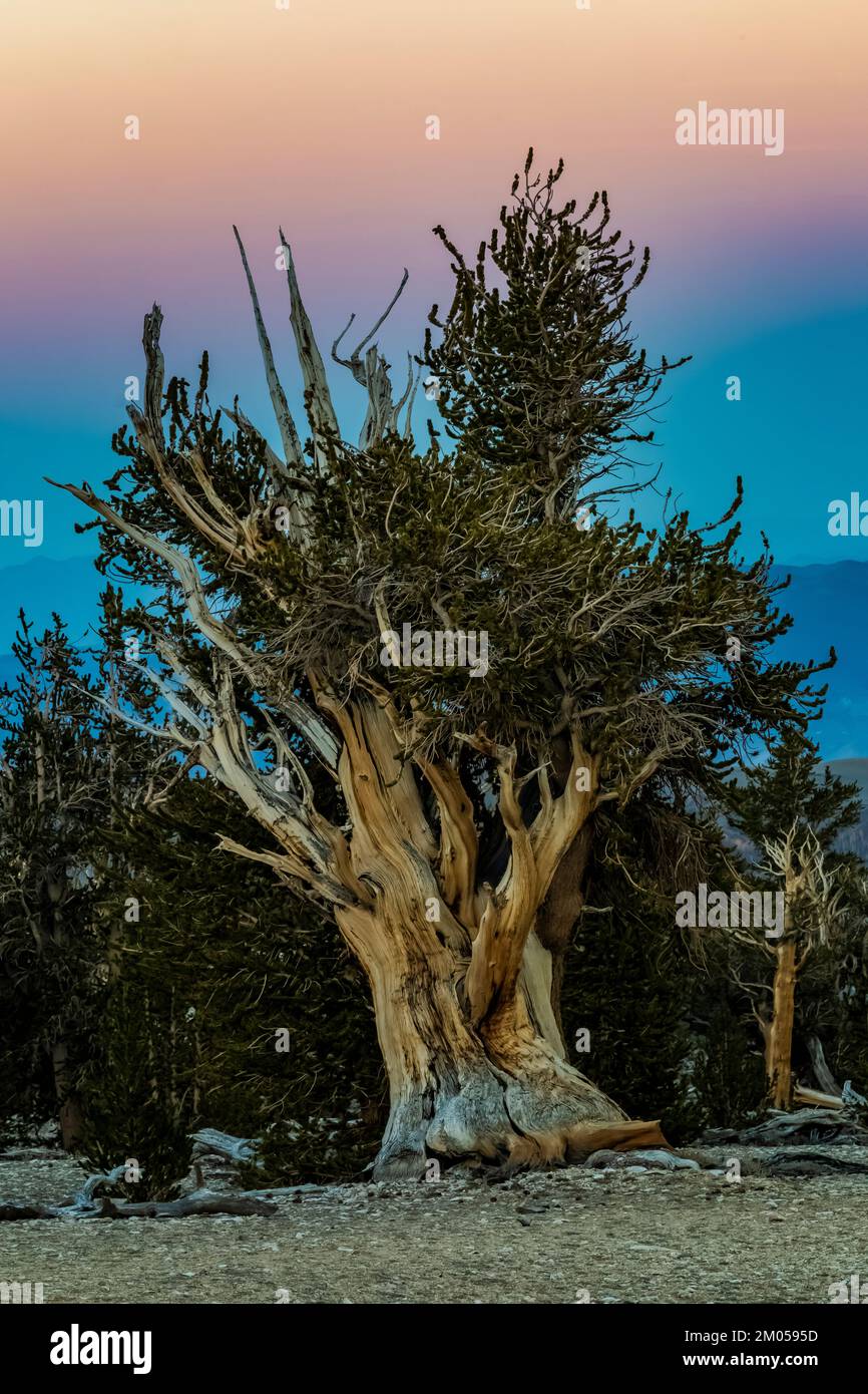 Crepuscolo nell'antica Foresta di Pine di Bristlecone, Inyo National Forest, California, USA Foto Stock