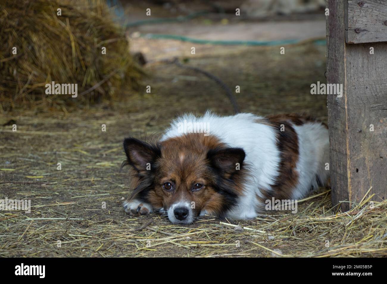 piccolo cane marrone e bianco che dorme a terra in una fattoria all'ora di pranzo nel pomeriggio Foto Stock