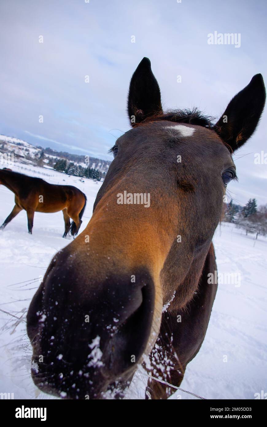 Marroni cavalli in un profondo paddock innevato in campagna in inverno. Foto Stock