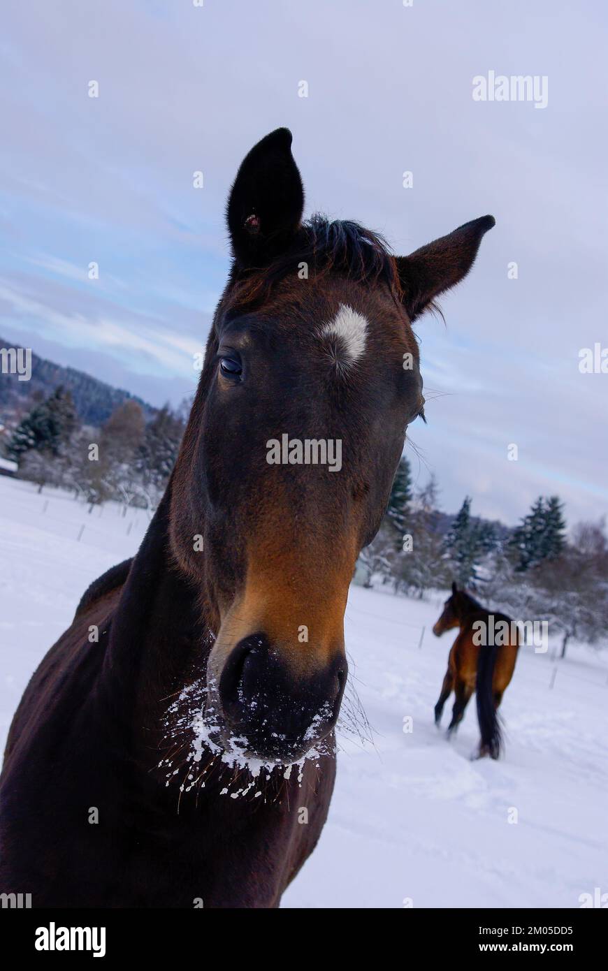 Marroni cavalli in un profondo paddock innevato in campagna in inverno. Foto Stock