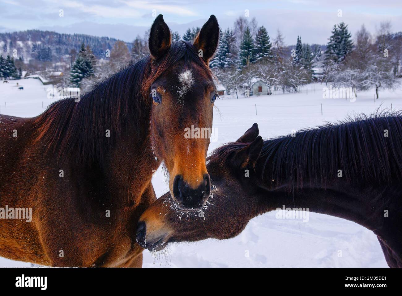 Marroni cavalli in un profondo paddock innevato in campagna in inverno. Foto Stock