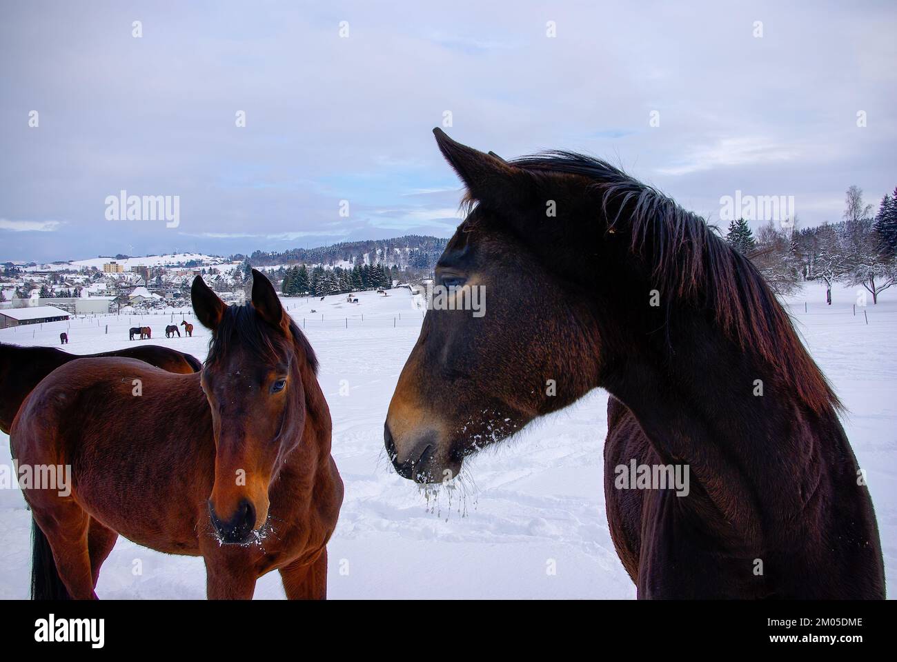Marroni cavalli in un profondo paddock innevato in campagna in inverno. Foto Stock
