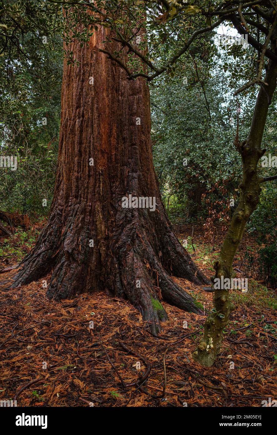 Nowton Park in Bury St. Edmunds, Suffolk. Alberi colorati e autunnali. Foto Stock