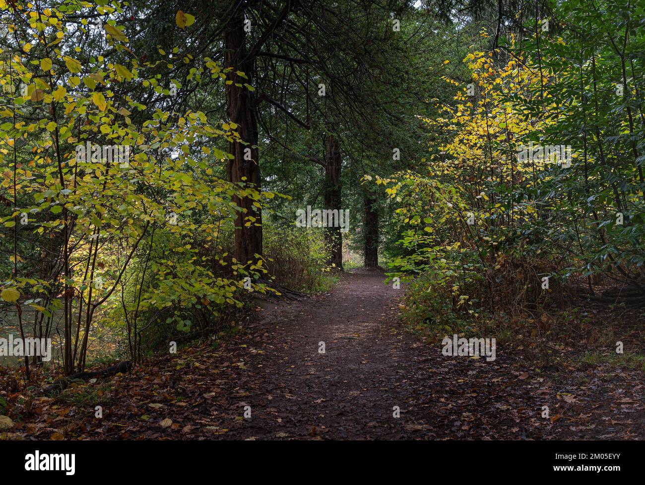 Nowton Park in Bury St. Edmunds, Suffolk. Alberi colorati e autunnali. Foto Stock