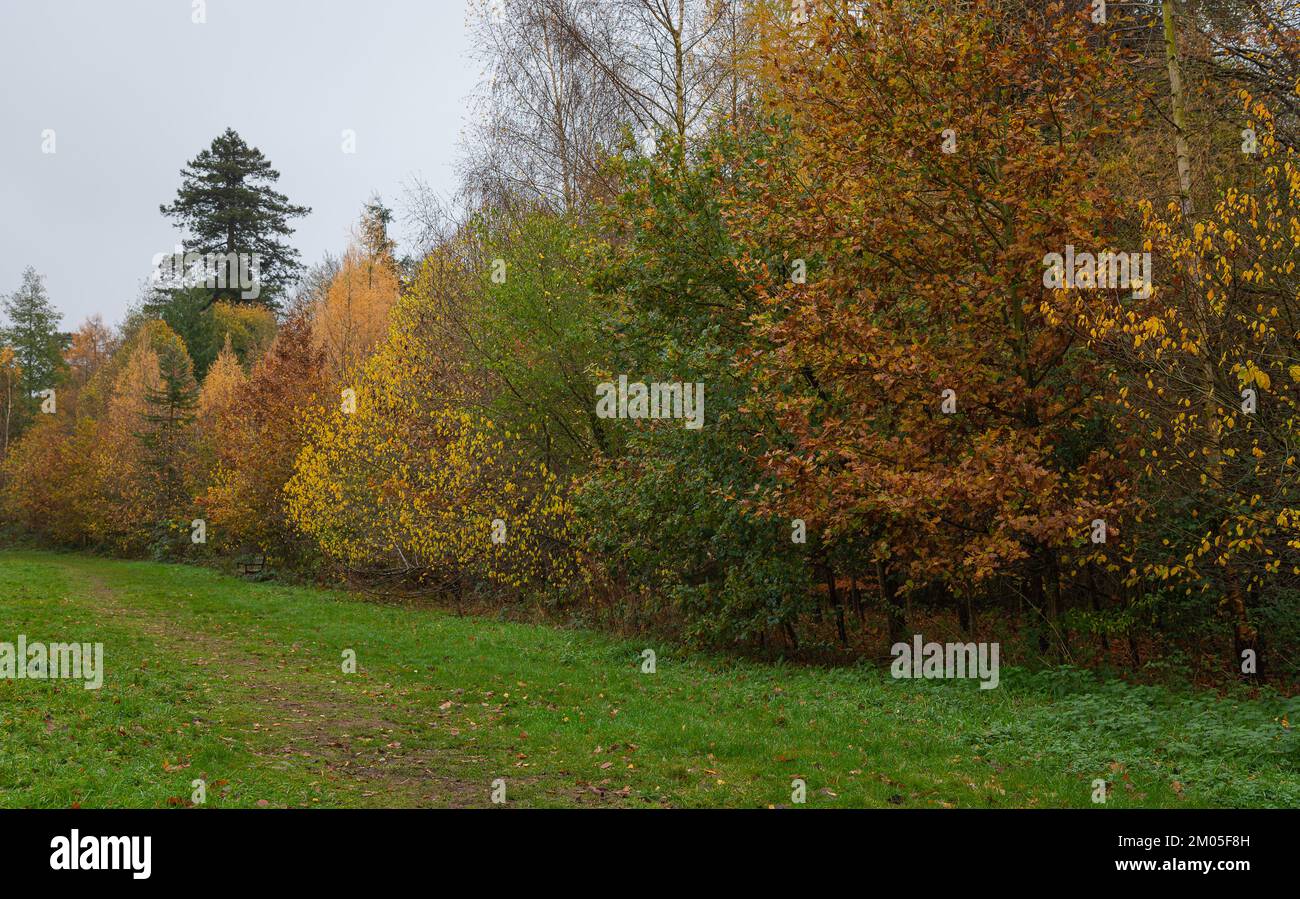 Nowton Park in Bury St. Edmunds, Suffolk. Alberi colorati e autunnali. Foto Stock