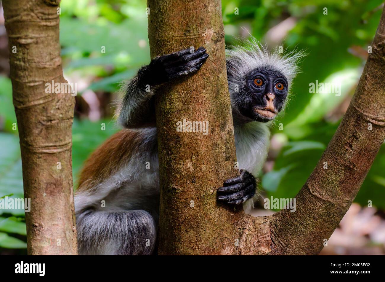 Scimmia colobus rossa adulta fotografata nella foresta di Jozani, Zanzibar. Questa specie di guenone è endemica di questa isola ed è in pericolo di estinzione. Foto Stock
