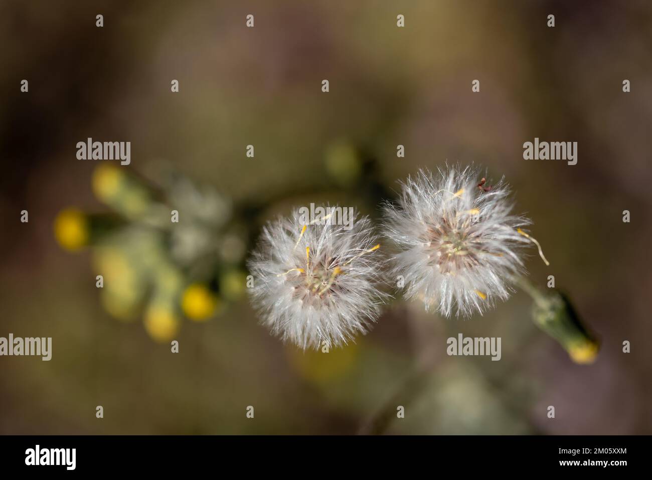 Dente di leone (Taraxacum officinale). Dente di leone fiorente. foto dall'alto Foto Stock