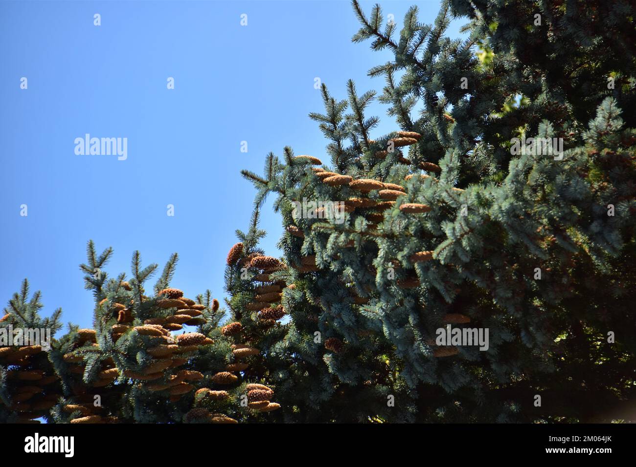 Ago di abete rosso conifera sempreverde Nordmann Foto Stock