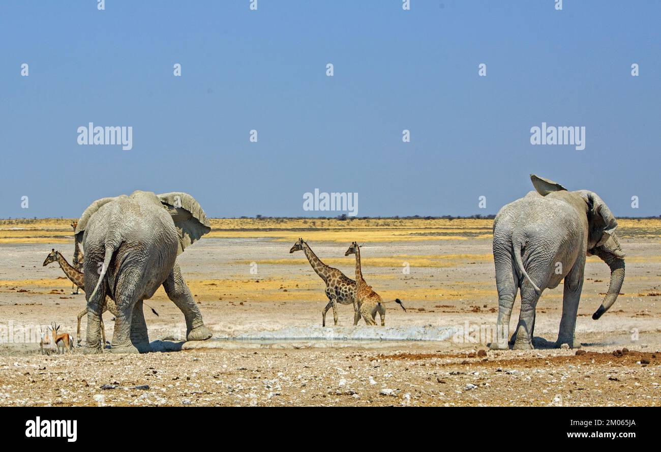Due elefanti di toro in una buca d'acqua con tre giraffe che camminano oltre - c'è una grande savana secca vuota sullo sfondo Foto Stock