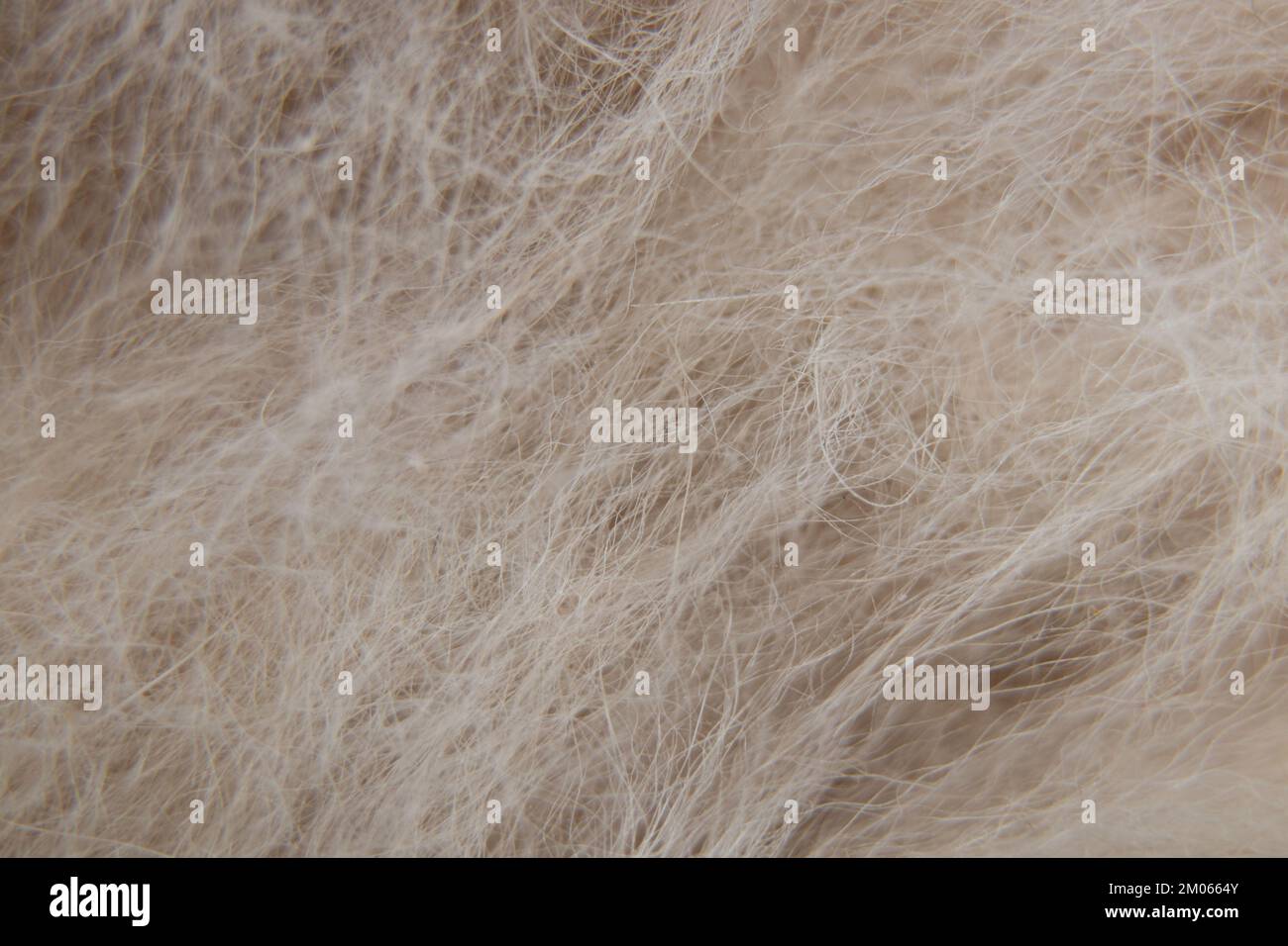 lana naturale bianca morbida come foto macro di sfondo Foto Stock