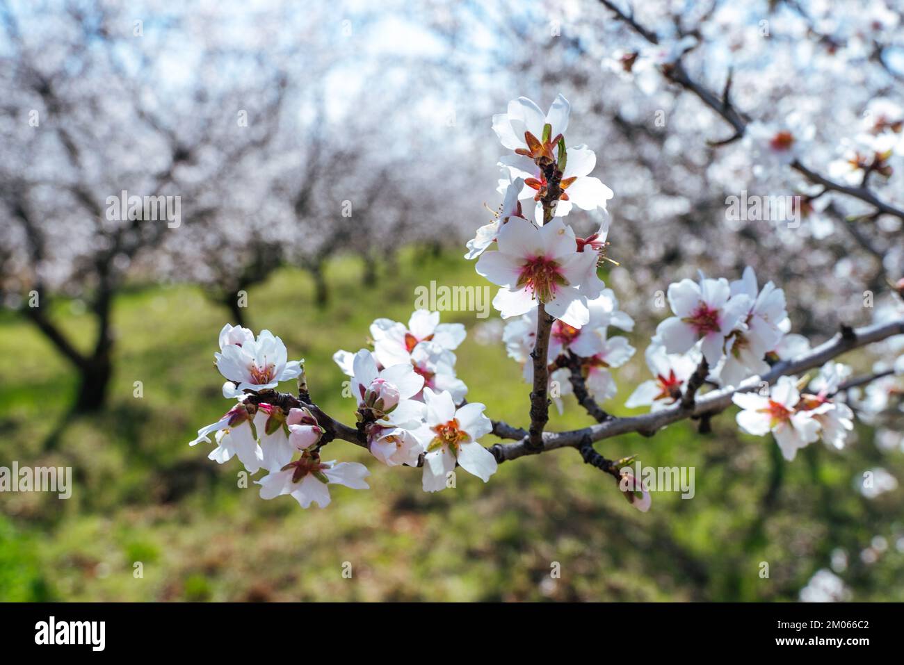 Bellissimi fiori di mandorlo sulla almont ramo dell'albero. Foto Stock